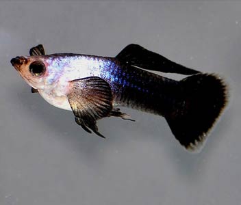 Guppy Panda -Male