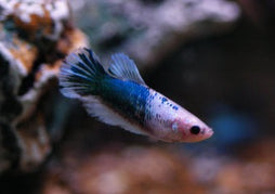 Female Halfmoon Betta | Betta For Sale | Tropical Fish Online | Buy Aquarium Fish | Live Freshwater Fish For Sale | Coburg Aquarium | coburgaquarium.com.au