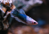 Fighter Female Halfmoon