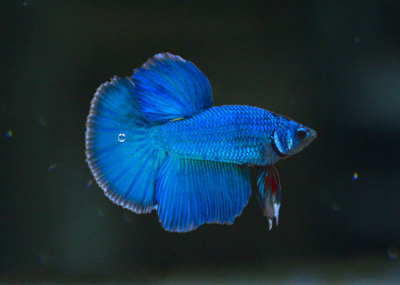 Betta Male Plakat Fancy Halfmoon Tropical Fish Coburg Aquarium