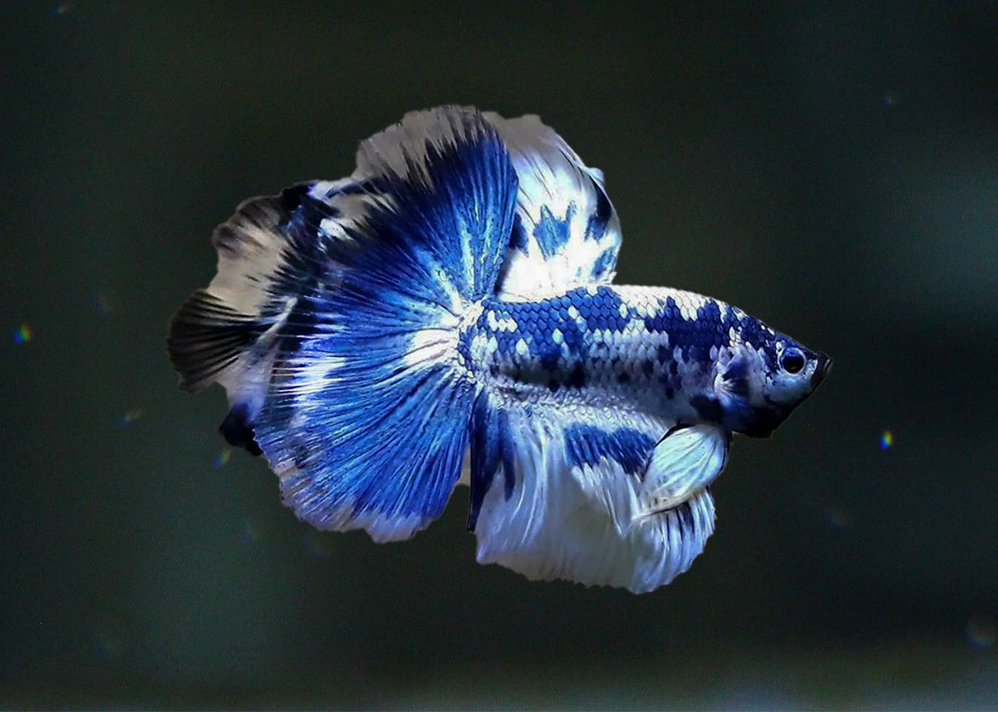 Male Halfmoon Betta, Tropical Aquarium Fish