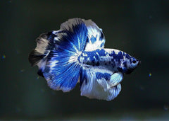 Male Halfmoon Betta | Betta For Sale | Tropical Fish Online | Buy Aquarium Fish | Live Freshwater Fish For Sale | Coburg Aquarium | coburgaquarium.com.au