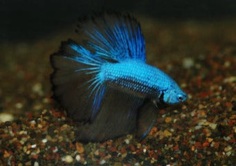 Male Halfmoon Betta Freshwater Fish Aquarium Fish |Coburg Aquarium