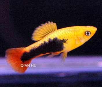Platy Hawaiian Variatus
