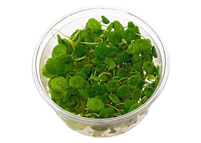 Hydrocotyle Verticillata Tissue Culture