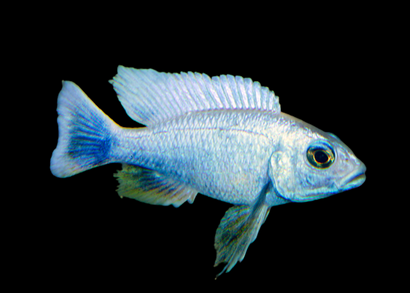 Electric Blue Cichlid - Iceberg