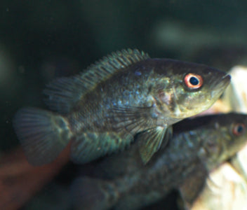 Jaguar Cichlid - Managuense