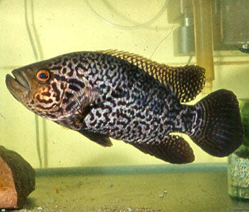Jaguar Cichlid