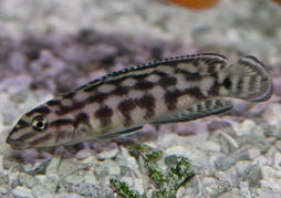 Julidochromis Marlieri