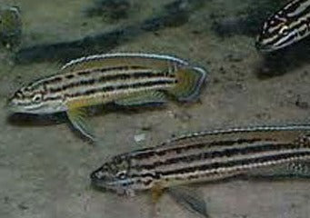 Julidochromis Regani - Gold Zambia