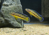 Julidochromis Marksmithi Kipili
