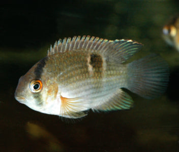 Keyhole Cichlid