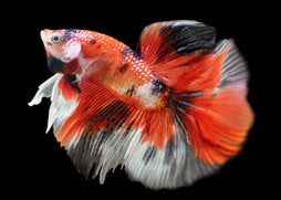 Fighter - Male Halfmoon Premium