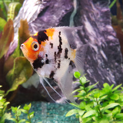 Koi Angelfish Live fish online | coburgauqarium.com.au｜Aquarium FIsh for sale | Tropicah fish store | Freshwater Fish | Coburg Aquarium