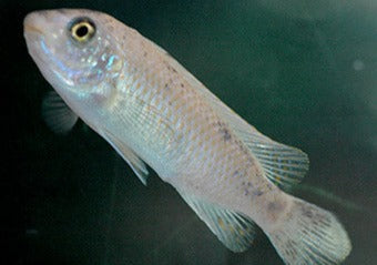 Labeotropheus Fuelleborni