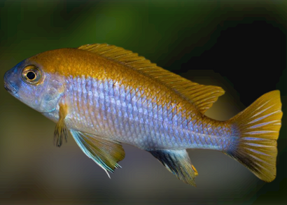 Lawsi Cichlid | African Cichlid | Freshwater FIsh for sale | Buy aquarium Fish | LIve fish | Tropcial fish online| Coburg Aquarium| Dwarf Cichlid