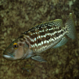 Lepidiolamprologus Elongatus