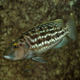 Lepidiolamprologus Elongatus