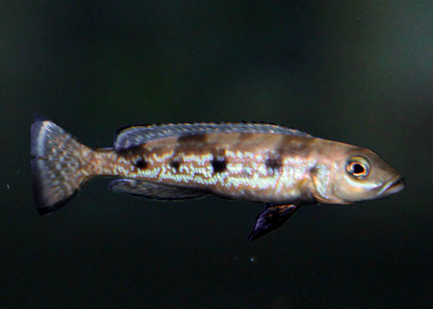 Lepidiolamprologus attenuatus | Freshwater FIsh for sale | Buy aquarium Fish | LIve fish | Tropcial fish online| Coburg Aquarium