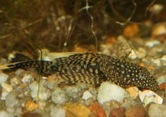 Coburg Aquarium | Long Fin Bristle Nose Catfish | Live aquarium fish online