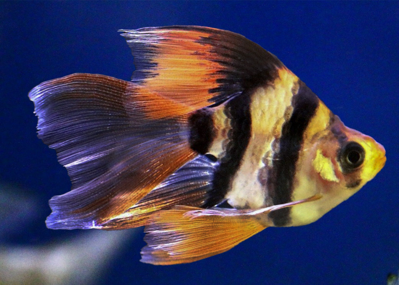 Longfin Fish Tiger Barb Longfin | Live Freshwater fish | Aquarium Fish Coburg Aquarium