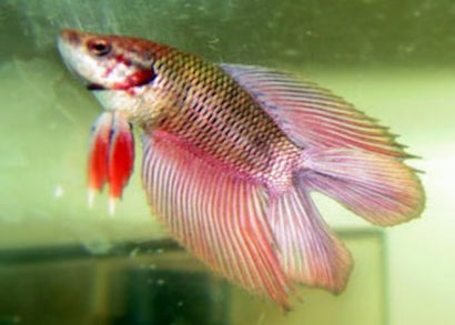 Male Doubletail Plakat Betta | Betta For Sale | Tropical Fish Online | Buy Aquarium Fish | Live Freshwater Fish For Sale | Coburg Aquarium | coburgaquarium.com.au