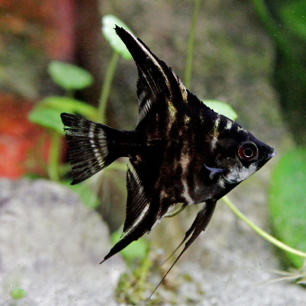 Marble Angelfish Black Marble Veil Tail Angelfish (Pterophyllum
