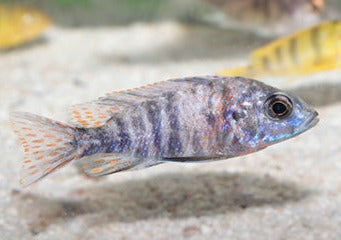 Peacock Cichlid - Marble -Ob
