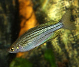 Mccullochs Rainbowfish - Skull Creek