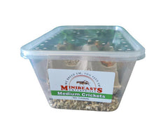 Minibeasts Bucket of Bugs - Live Crickets only (no bucket)