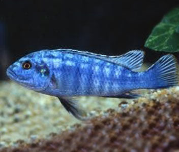 Melan. Joanjohnsonae -Pearl Of Likoma