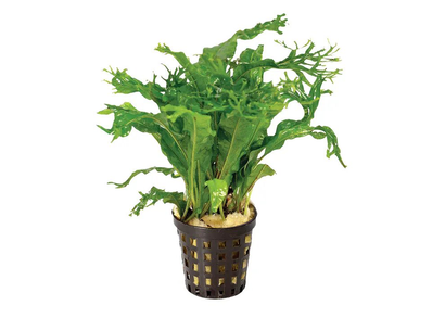 Micro Crested in Mesh Pot