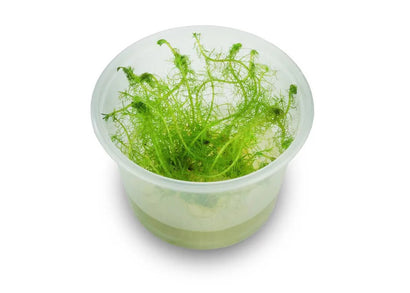 Milfoil Tissue Culture