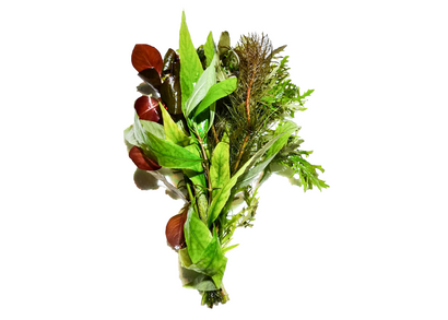 leafy Bush bouquet with different types of plant bunshed together 