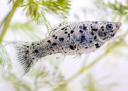 Lyretail Molly FIsh Assorted| Aquarium Fish| Freshwater fish| coburgaquarium.com.au|Pet Fish online| Coburg Aquarium| Live Fish Store| Buy Fish online