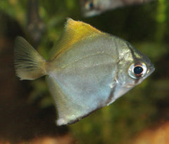 Coburg Aquarium | Mono | Live aquarium fish online