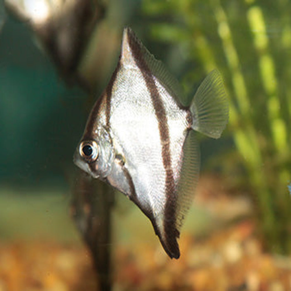 Mono Sebae (African Mono) – Coburg Aquarium1