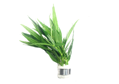 Narrow Leaf Hygrophila