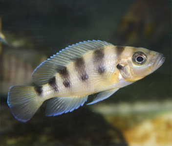 Neolamprologus Sexfasciatus Gold – Coburg Aquarium