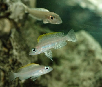 Neolamprologous Caudopunctatus (4 for $30)