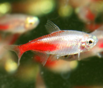 Coburg Aquarium Rosy Neon Tetra - Main Image
