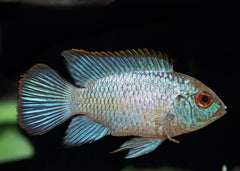 Neon Blue Acara | Live fish online | coburgauqarium.com.au｜Aquarium FIsh for sale | Tropicah fish store | Freshwater Fish | Coburg Aquarium