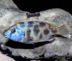 Nimbochromis Venustus