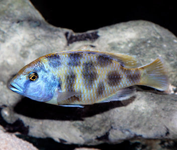 Nimbochromis Venustus