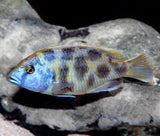 Nimbochromis Venustus