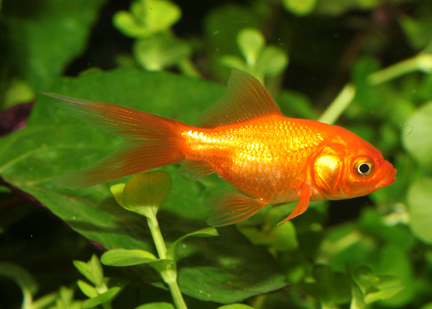 Nymph, Coldwater Aquarium Goldfish, Freshwater Fish