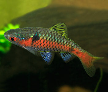 Coburg Aquarium | Odessa Barb | Shop live aquarium fish online