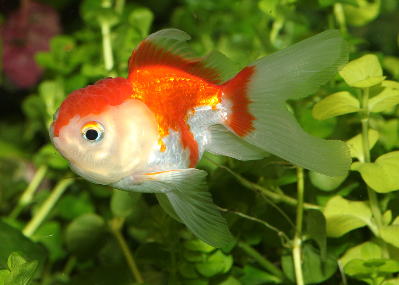 Assorted Oranda Coldwater Fish Aquarium Fish in Coburg Aquarium