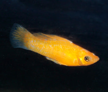 Molly Orange -Saffron