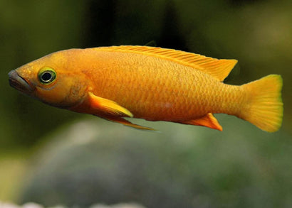Neolamprologus Leleupi Orange